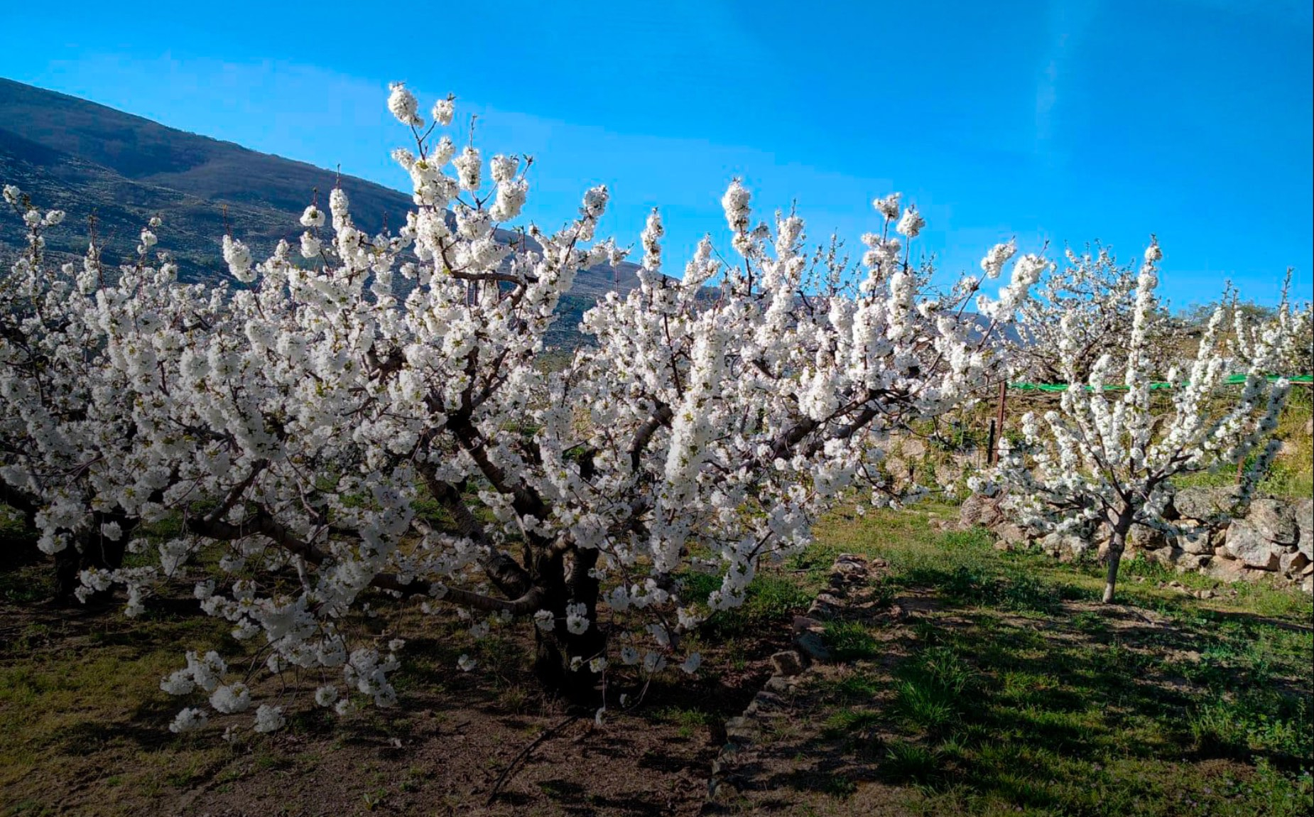 vista del campo con varios cerezos repletos de flores