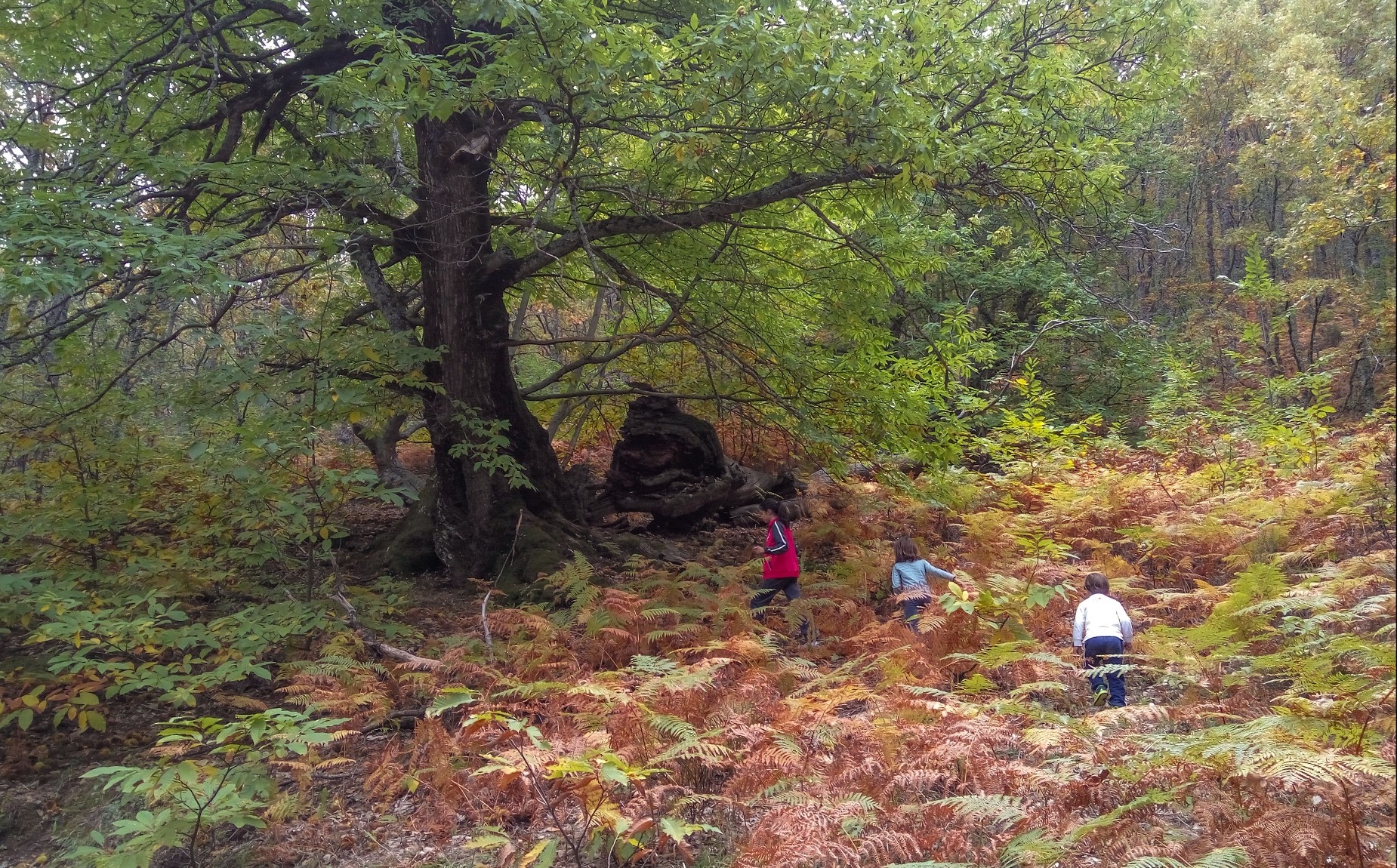 Children approaching one of the chestnut trees along the route.