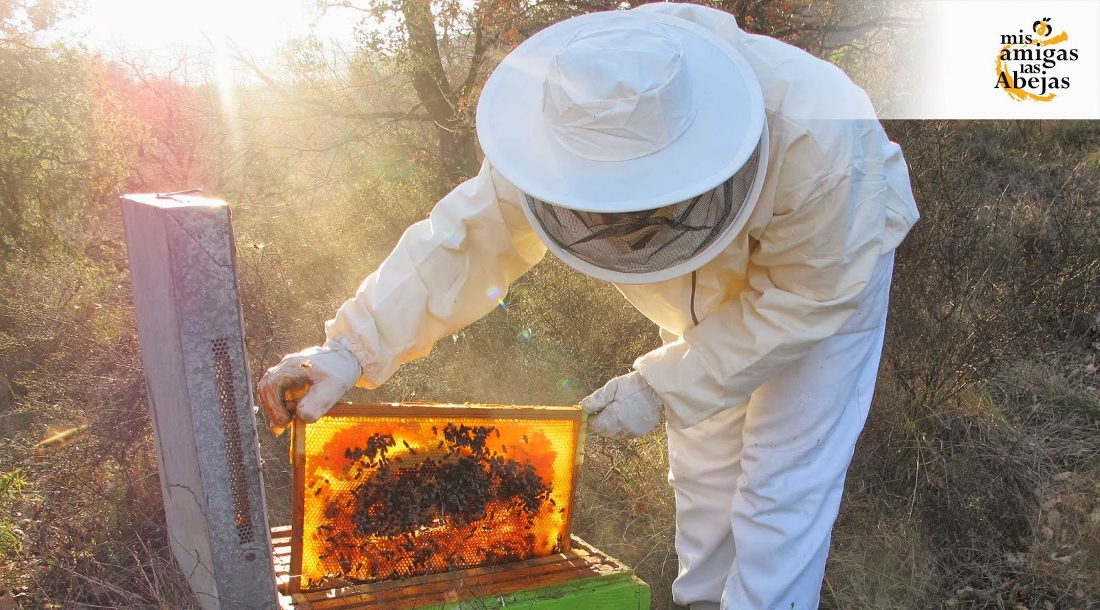  Mis Amigas las Abejas Latorrecilla