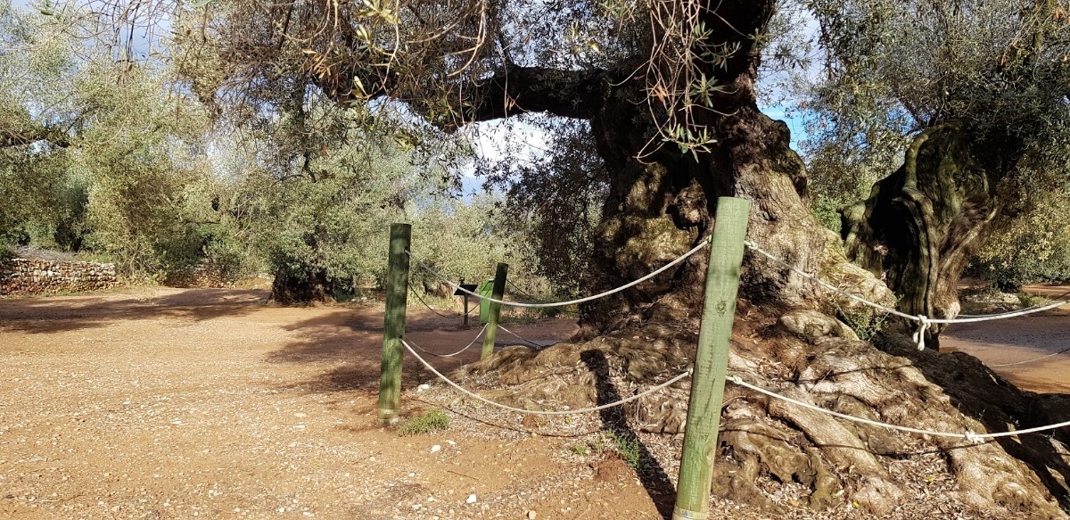 Visita las oliveras milenarias del Arion 