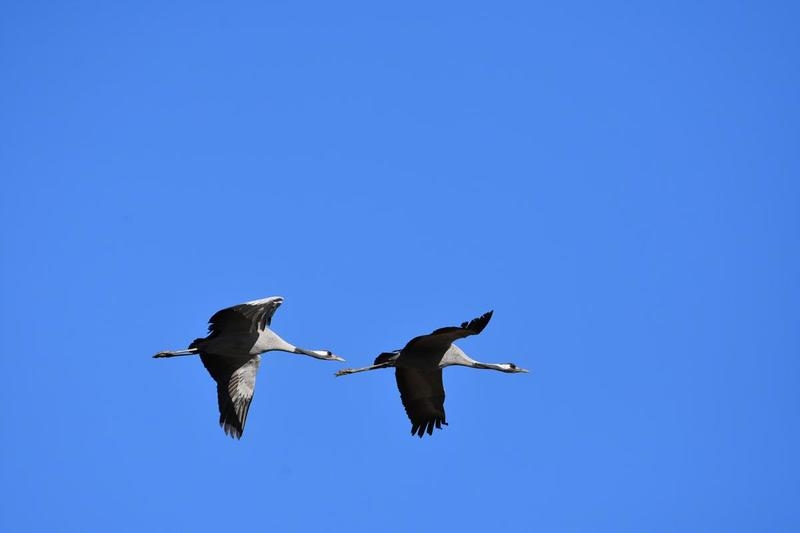 Imagen de Avistamiento de Aves en Extremadura
