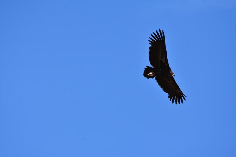 Imagen de Avistamiento de Aves en Extremadura