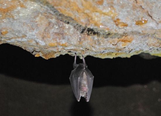 Imagen de Visita a la Cueva de Seso