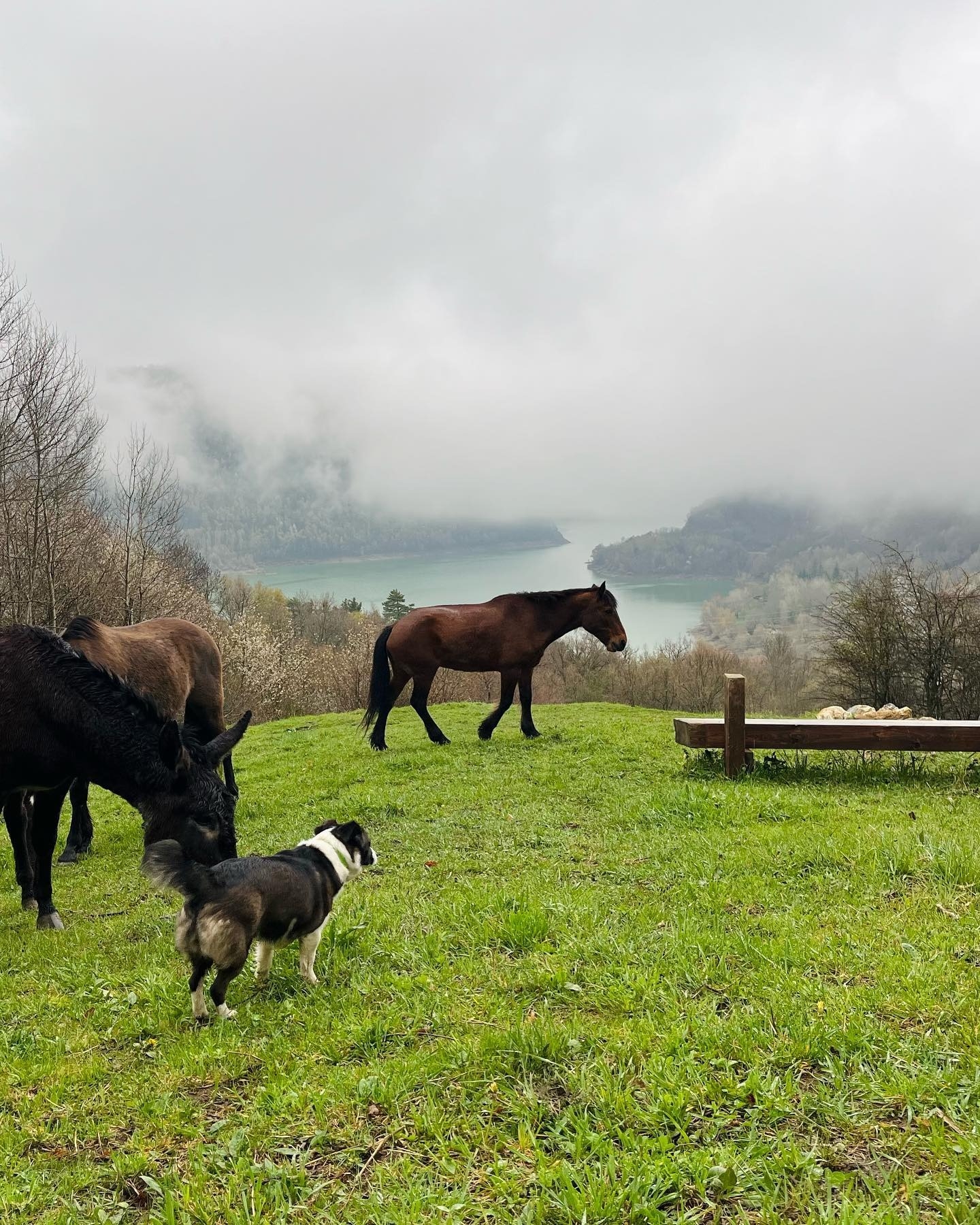 Imagen de Experiencia infantil \"Descubre el mundo del Caballo\"