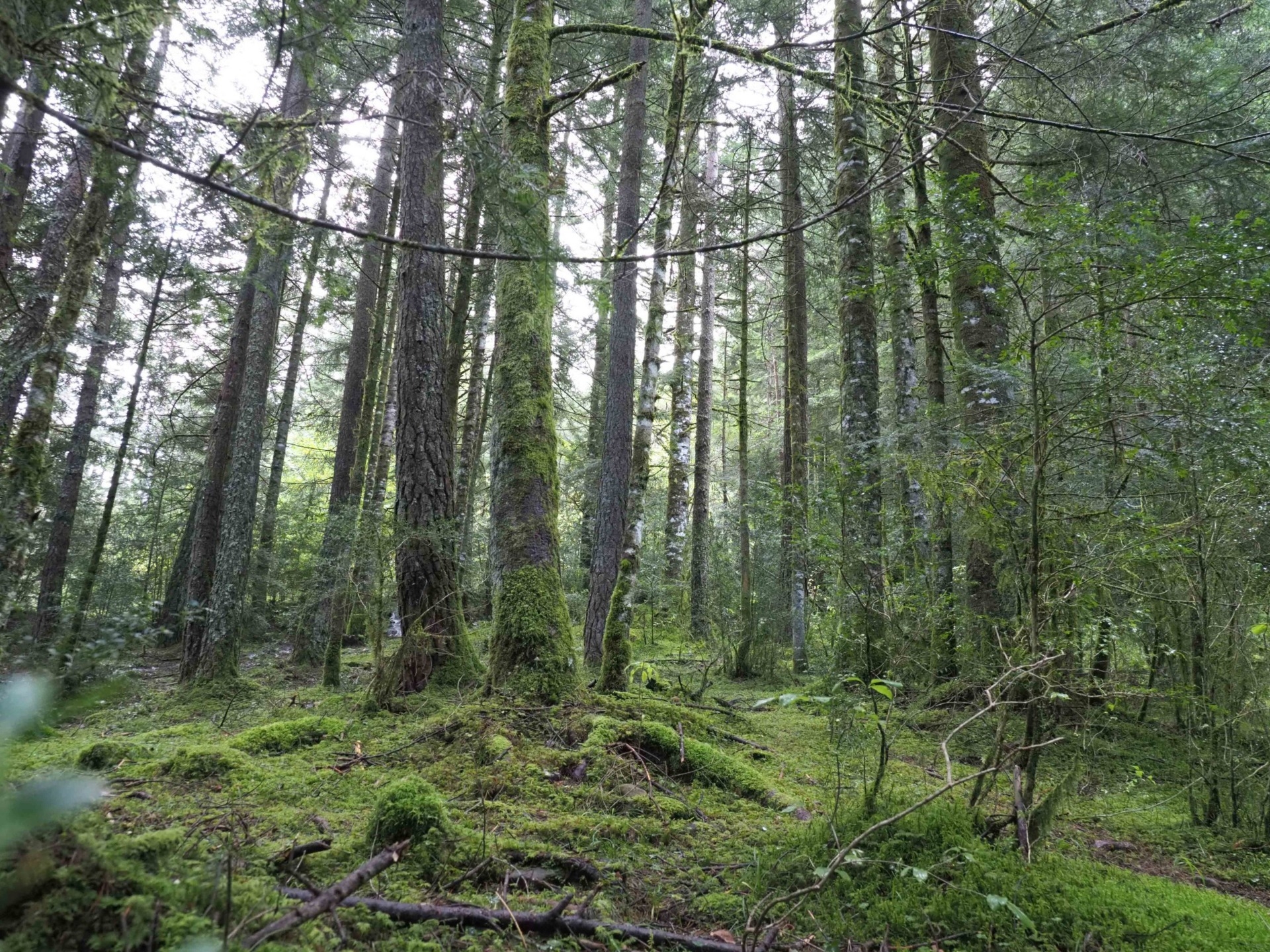 Imagen de Baño de Bosque