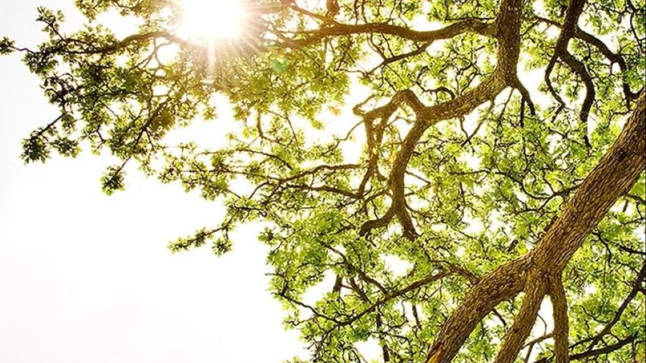 Imagen de Ba&ntilde;o de Bosque