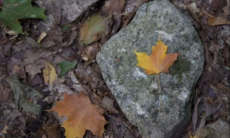 Imagen de Ba&ntilde;o de Bosque