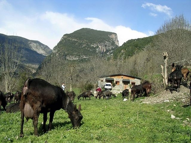 Imagen de Quesería de Saravillo