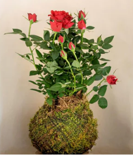 Imagen de Taller kokedamas