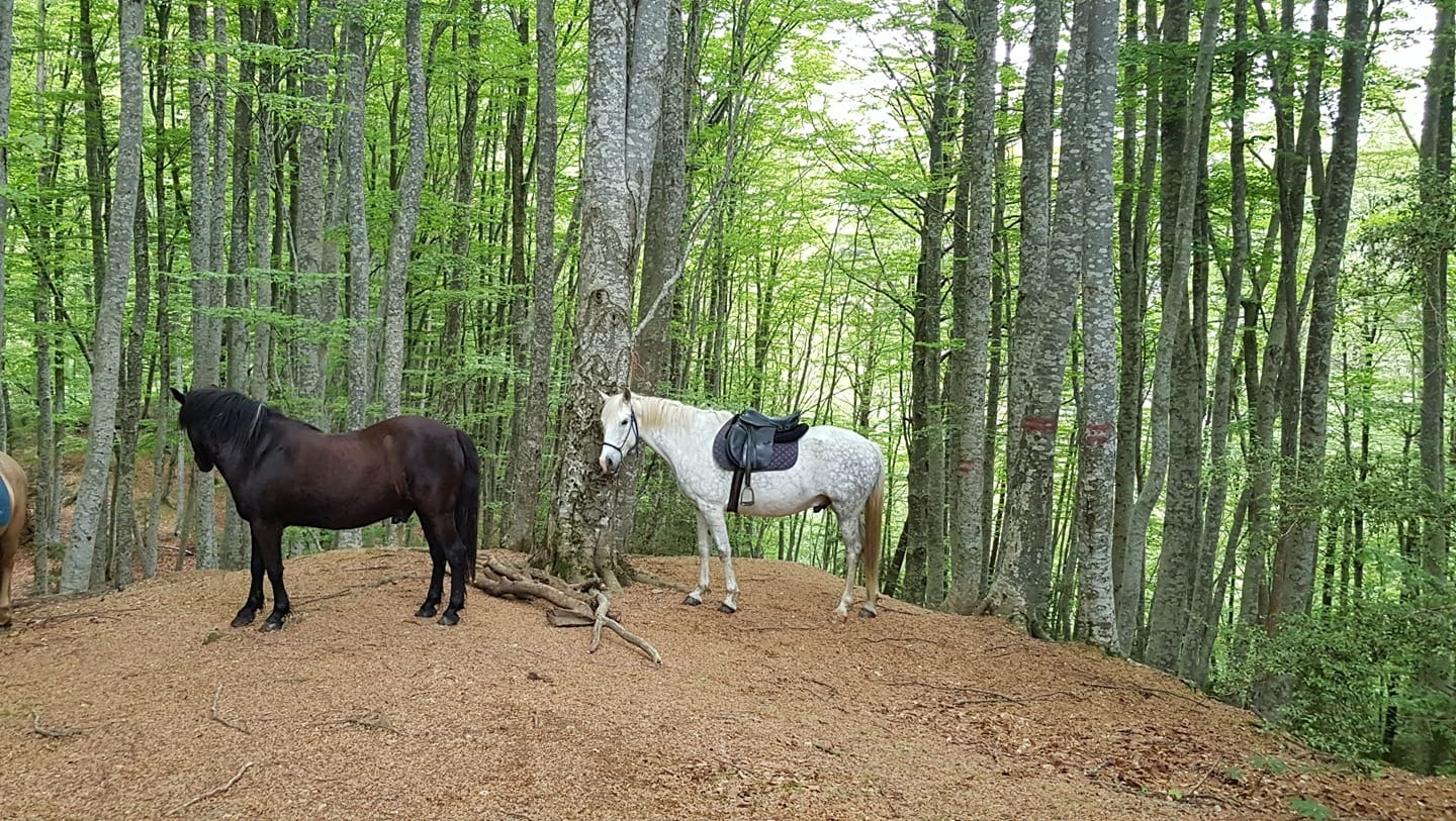 Imagen de Ecoturismo Ecuestre Ruta Hayedo de Betato