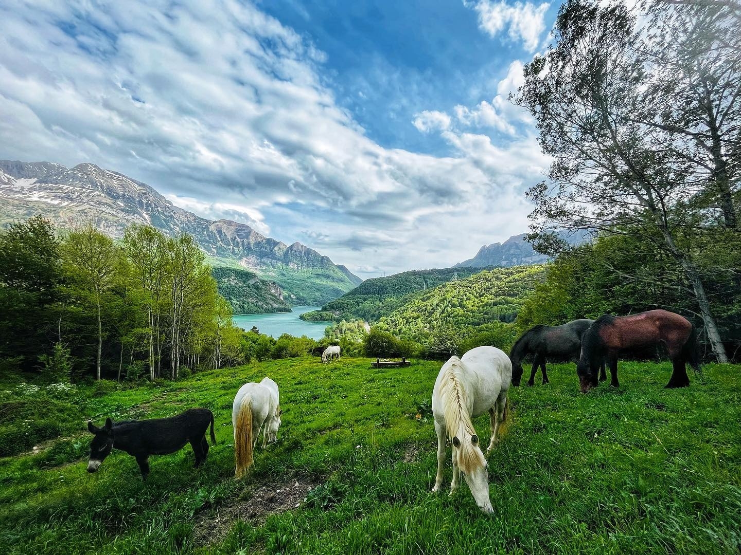 Imagen de Ecoturismo Ecuestre Ruta Hayedo de Betato