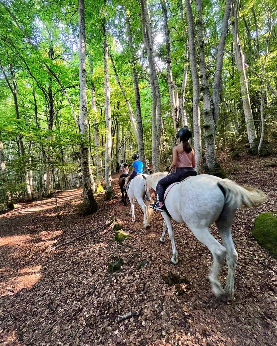 Imagen de Ecoturismo Ecuestre Ruta Hayedo de Betato