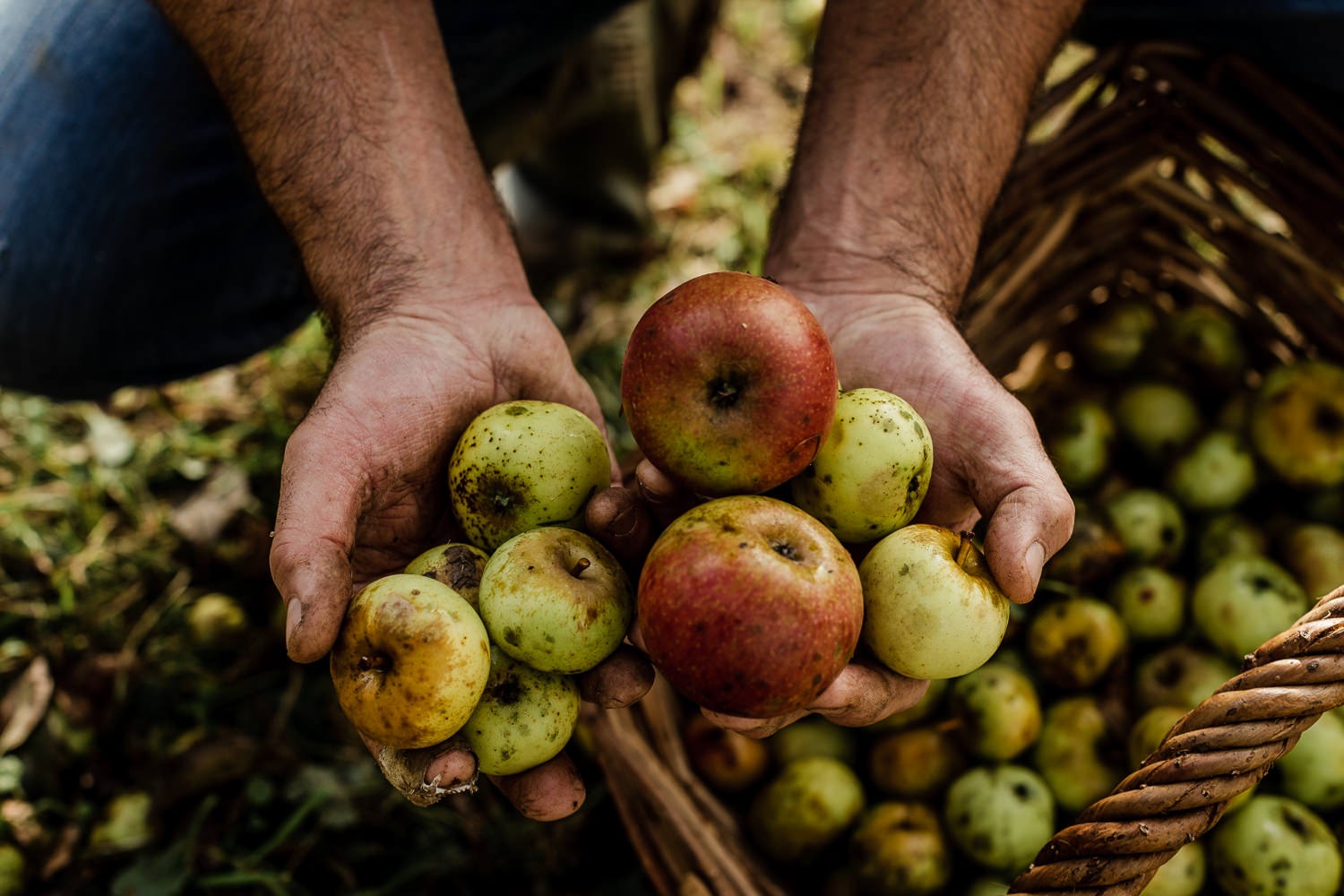 Imagen de Or&iacute;genes