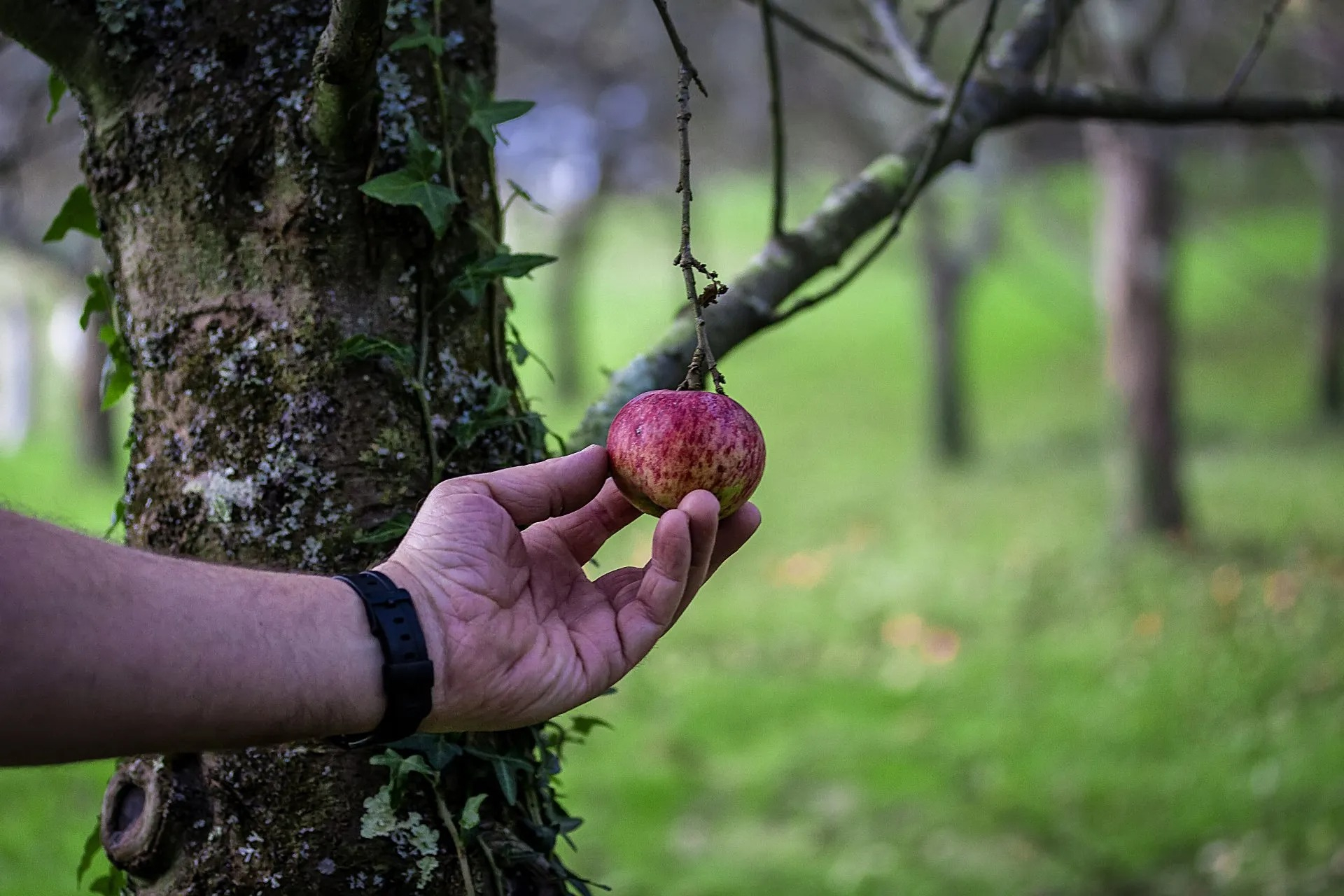 Imagen de Visita - Burbujas de Pomar
