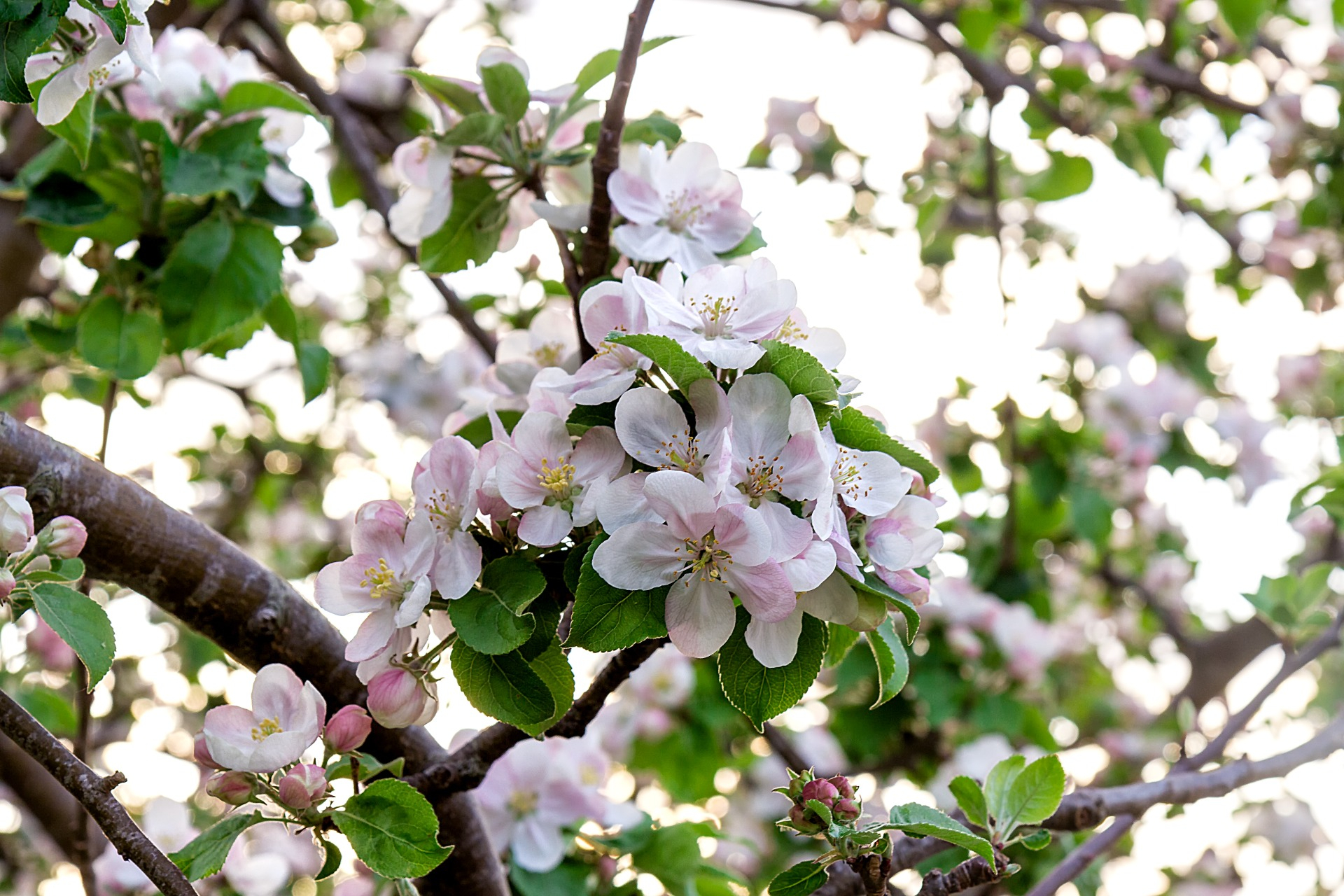 Imagen de Visita - Burbujas de Pomar
