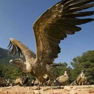 Imagen de OBSERVACIÓN DE AVES EN MAS DE BUNYOL