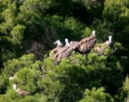 Imagen de OBSERVACIÓN DE AVES EN MAS DE BUNYOL