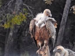 Imagen de OBSERVACIÓN DE AVES EN MAS DE BUNYOL