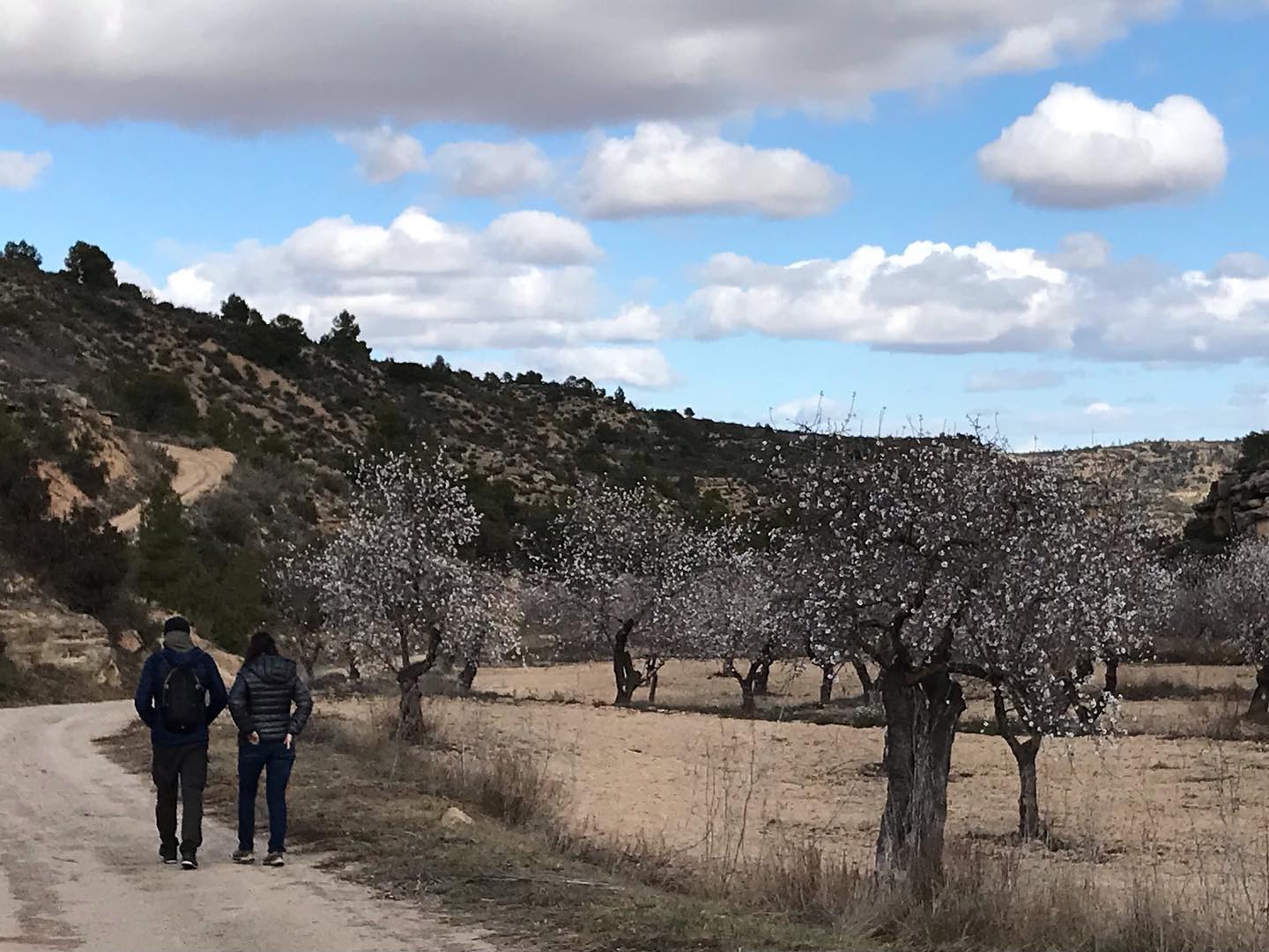 Imagen de Ruta del Melocotón de Calanda