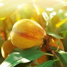 Imagen de Ruta del Melocotón de Calanda