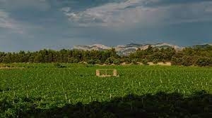 Imagen de Cata de vinos en Mas de Torubio, Matarraña (Teruel)