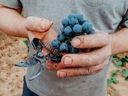 Imagen de Cata de vinos en Mas de Torubio, Matarraña (Teruel)