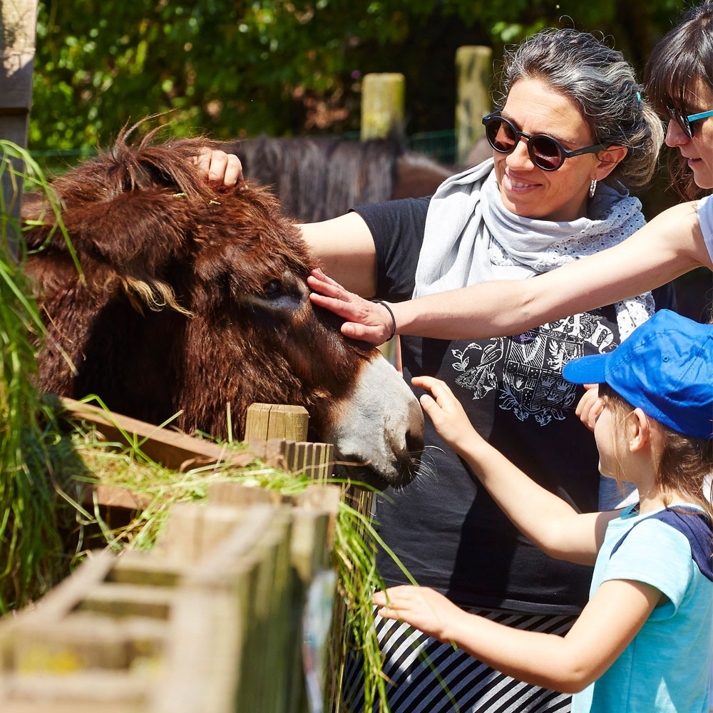 Imagen de LOS CASERINOS