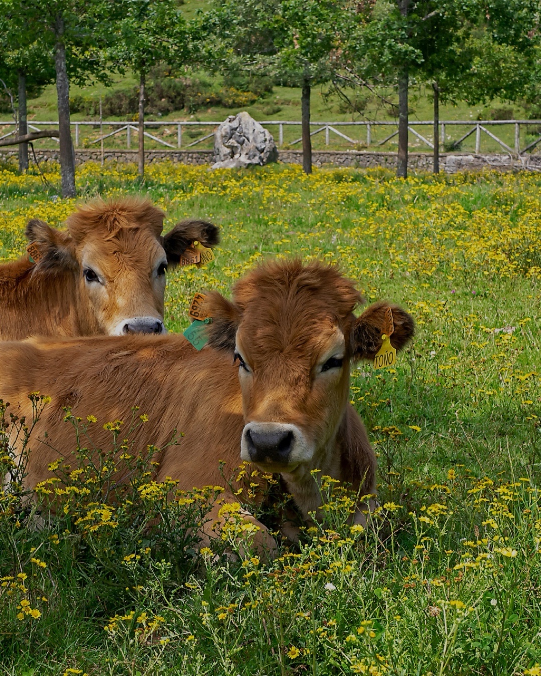 Imagen de Excursión a Covadonga, Lagos  y Lastres desde Gijón
