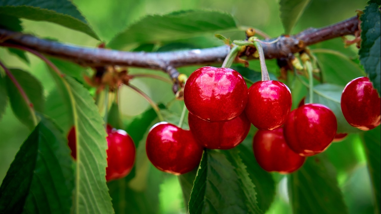 ripe red cherries hanging on the tree