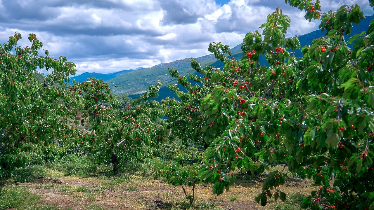 cherry tree grove during harvesting in the Jerte Valley