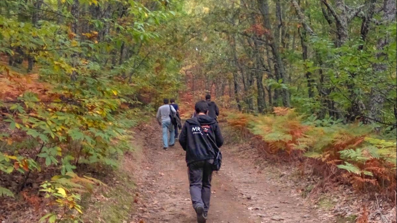 walkers through the forest along the route, among oak trees.