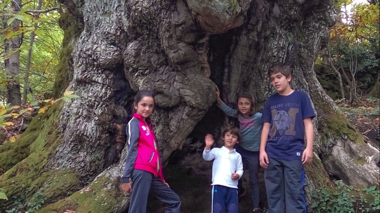 Niños posando delante de un castaño centenario