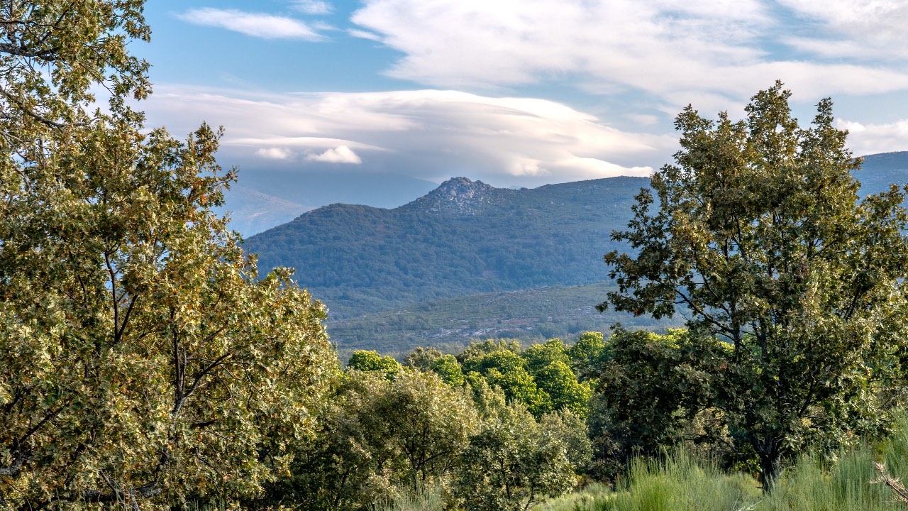 Trees with Peña Negra in the background