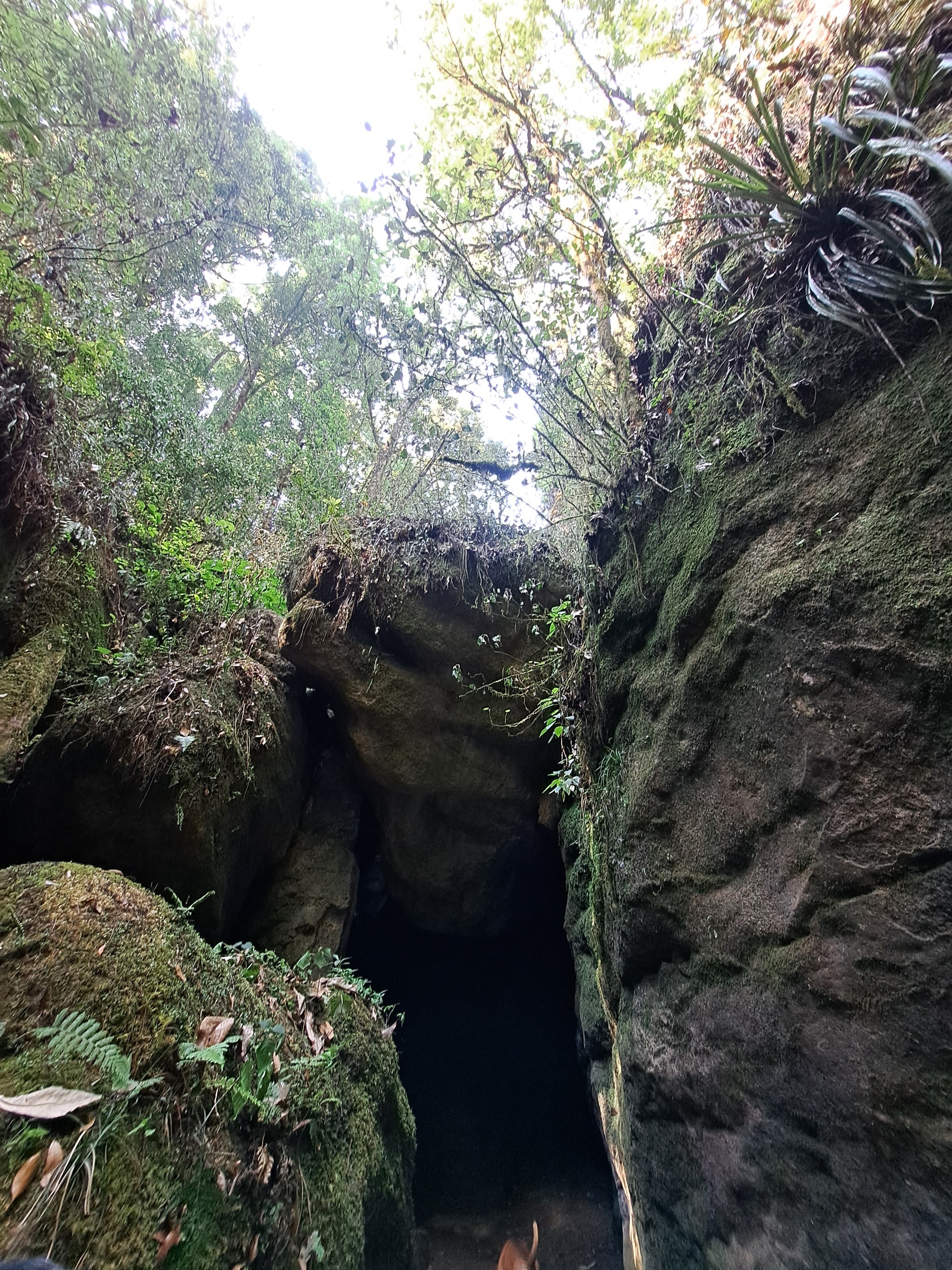 Imagen de Blue-Ruta- Visita a las Huertas de BlueBerry