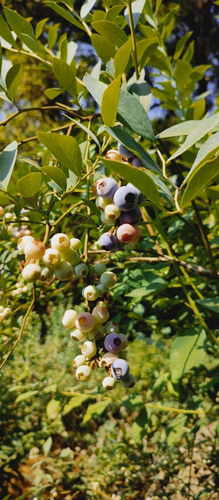 Imagen de Blue-Ruta- Visita a las Huertas de BlueBerry