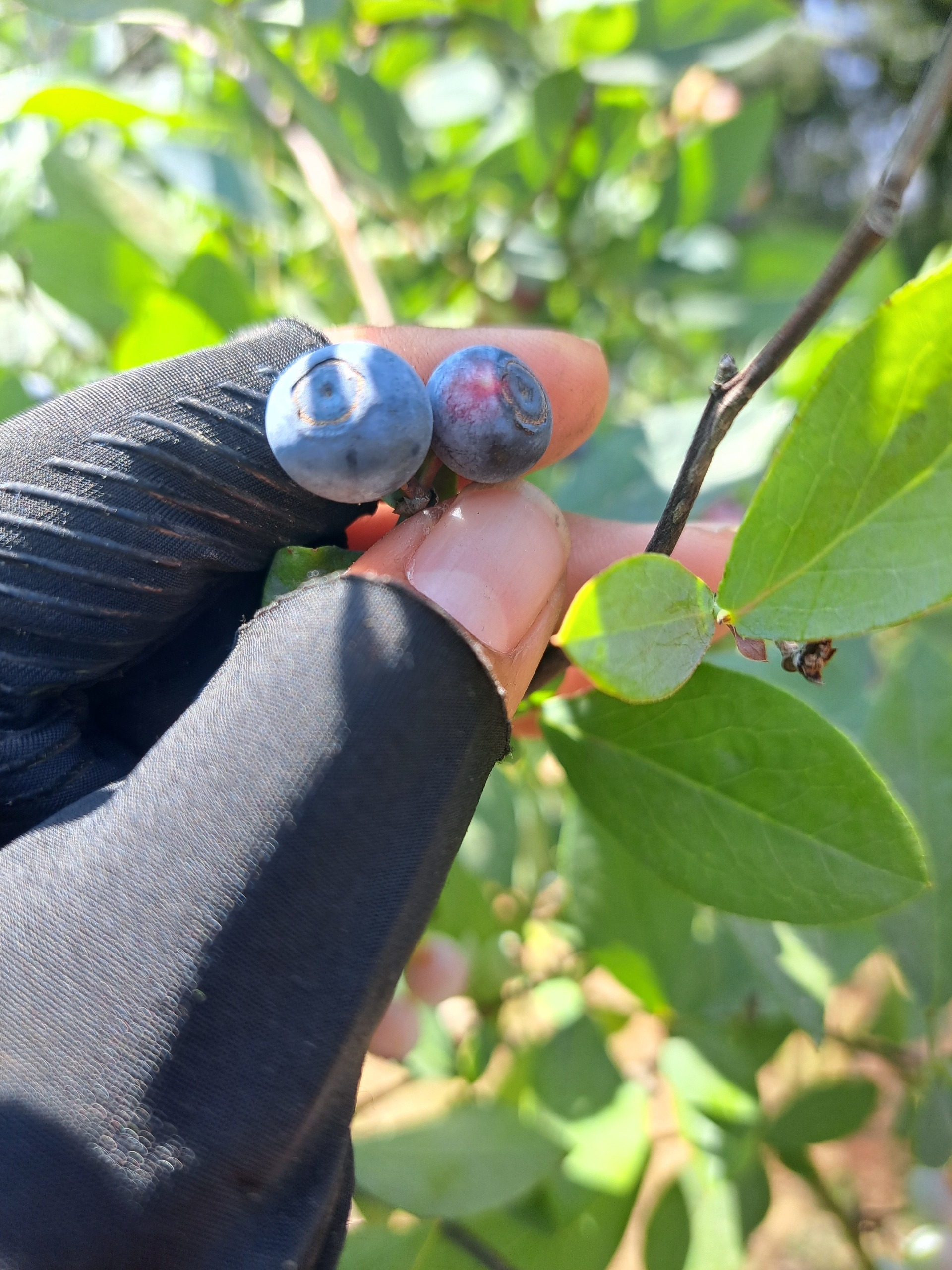 Imagen de Blue-Ruta- Visita a las Huertas de BlueBerry