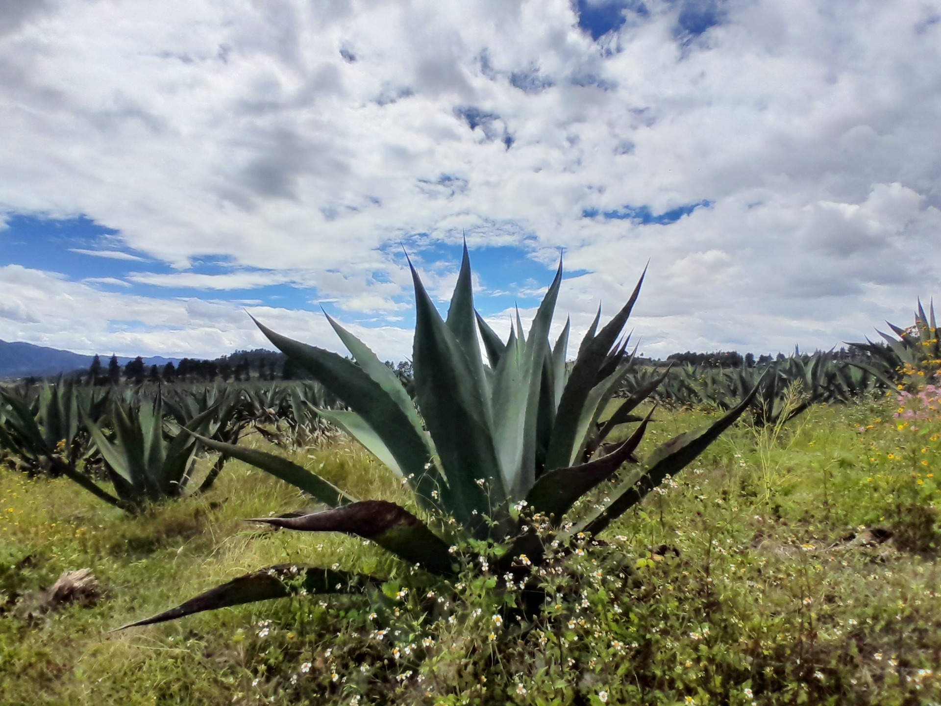 Imagen de Ruta del Pulque