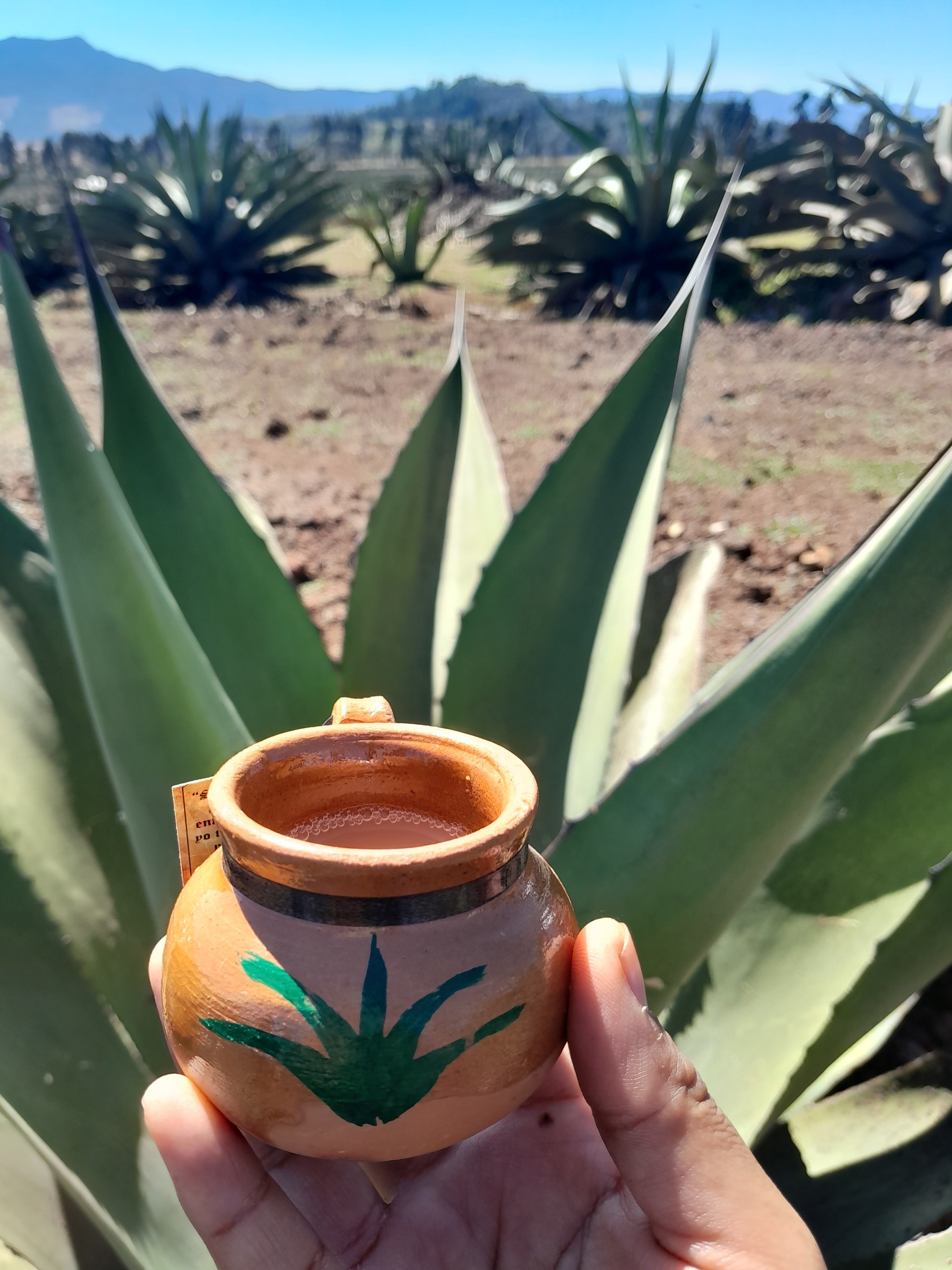 Imagen de Ruta del Pulque