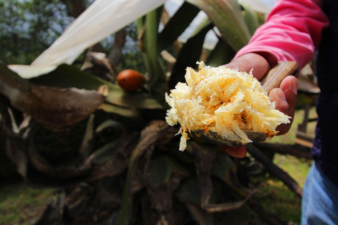 Imagen de Ruta del Pulque