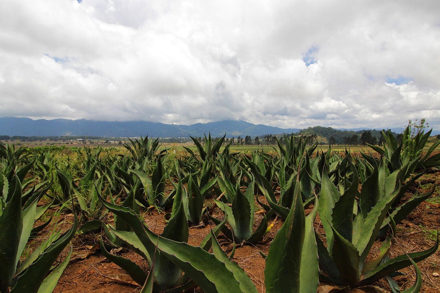 Imagen de Ruta del Pulque