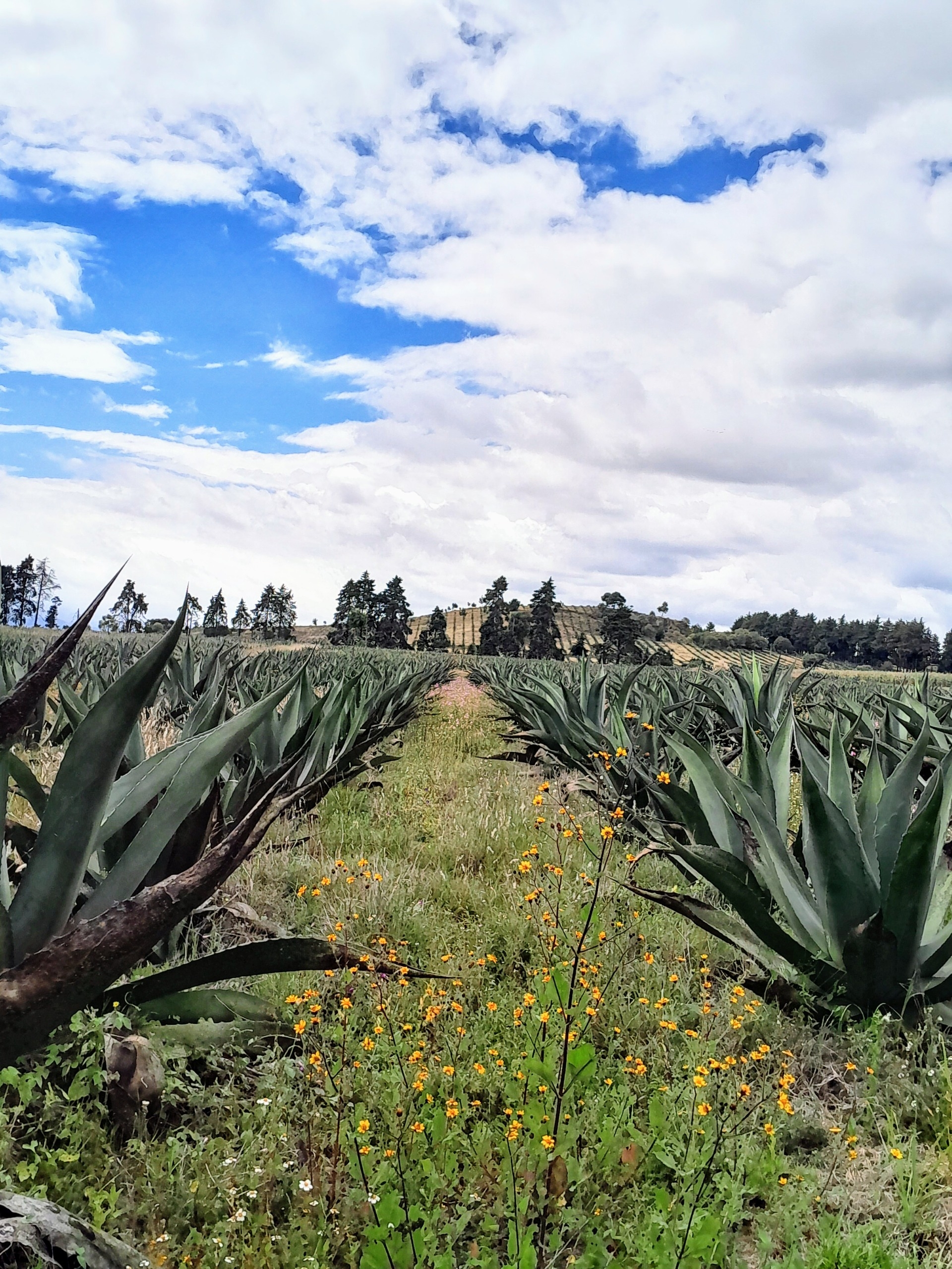 Imagen de Ruta del Pulque