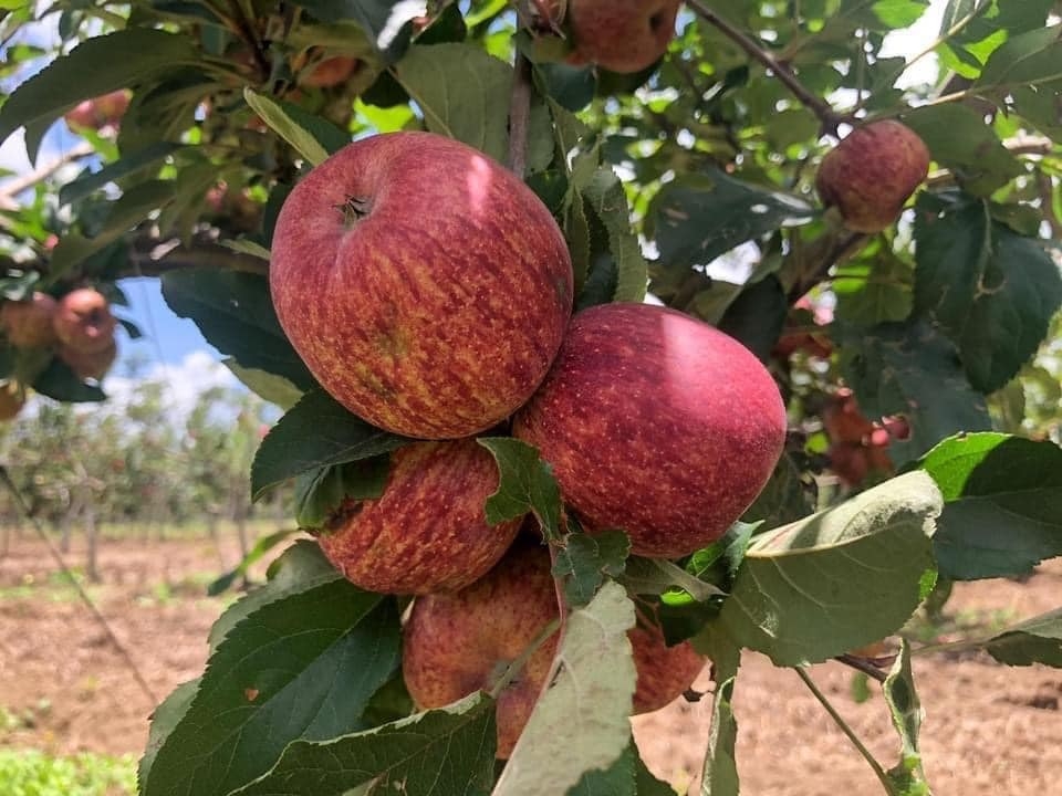 Imagen de Ruta de la Manzana- Visita a las Huertas de Manzana en Zacatlán