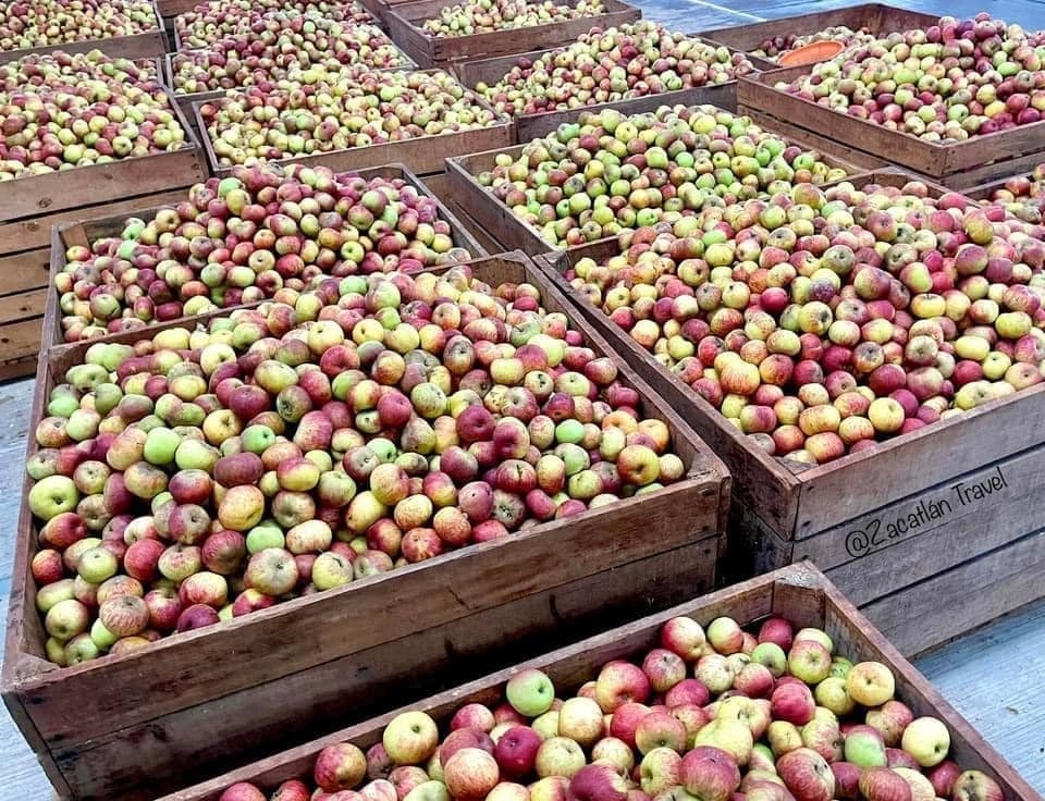 Imagen de Ruta de la Manzana- Visita a las Huertas de Manzana en Zacatlán