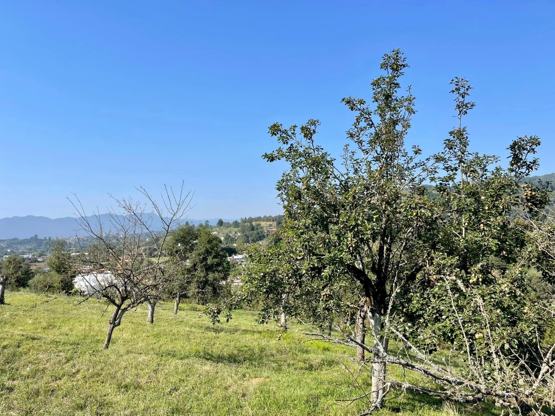 Imagen de Ruta de la Manzana- Visita a las Huertas de Manzana en Zacatlán