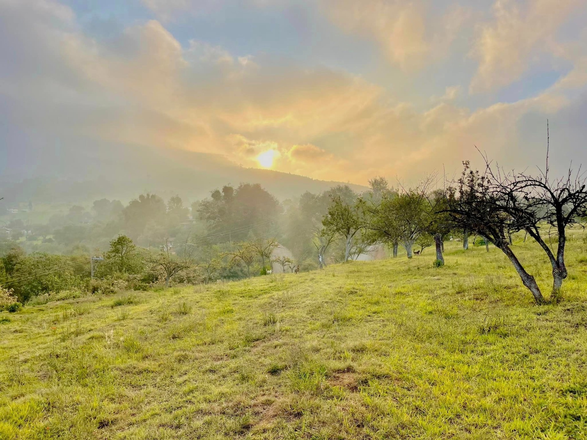 Imagen de Ruta de la Manzana- Visita a las Huertas de Manzana en Zacatlán