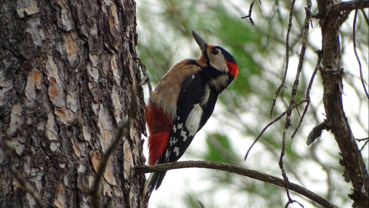 Imagen de Sendero ornitológico de Gerbe