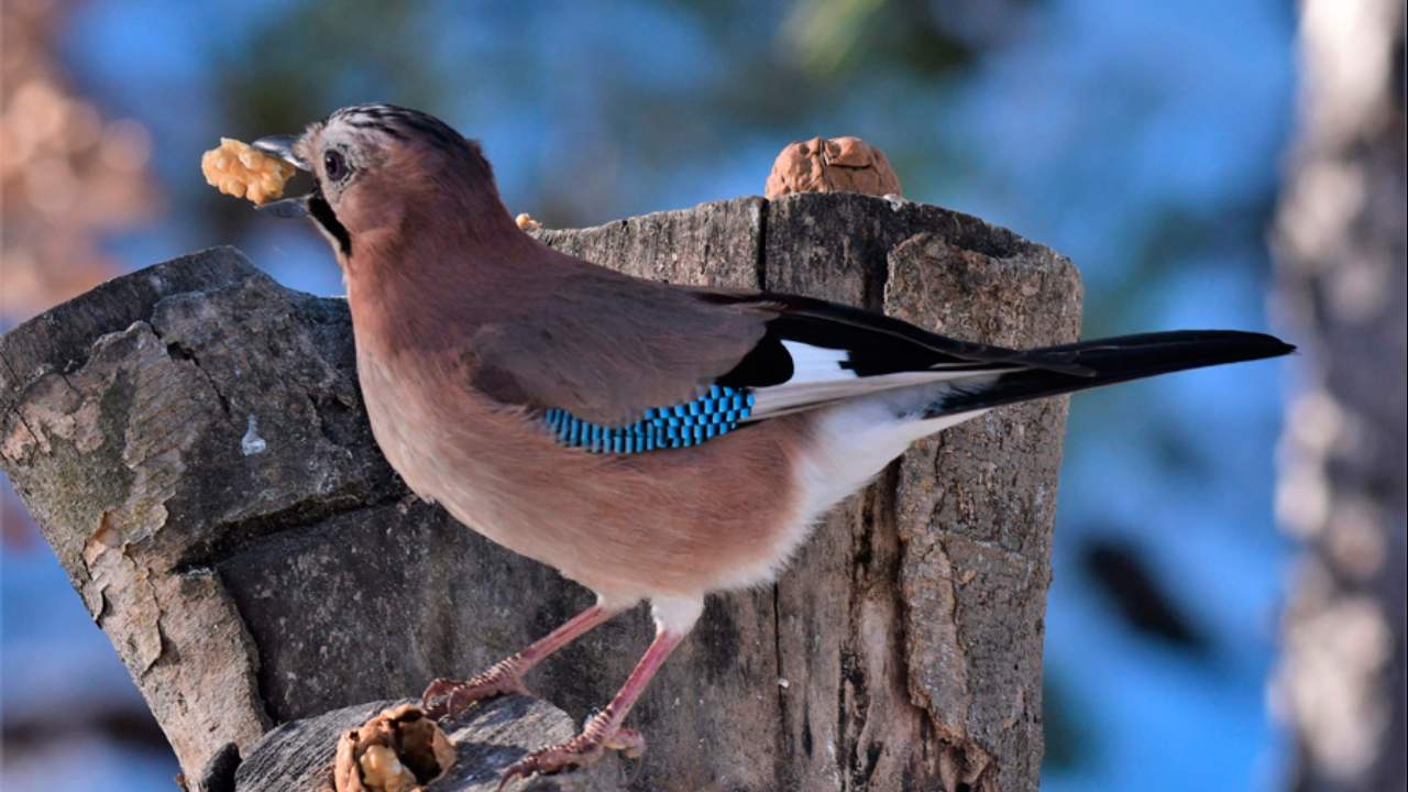 Imagen de Sendero ornitológico de Gerbe