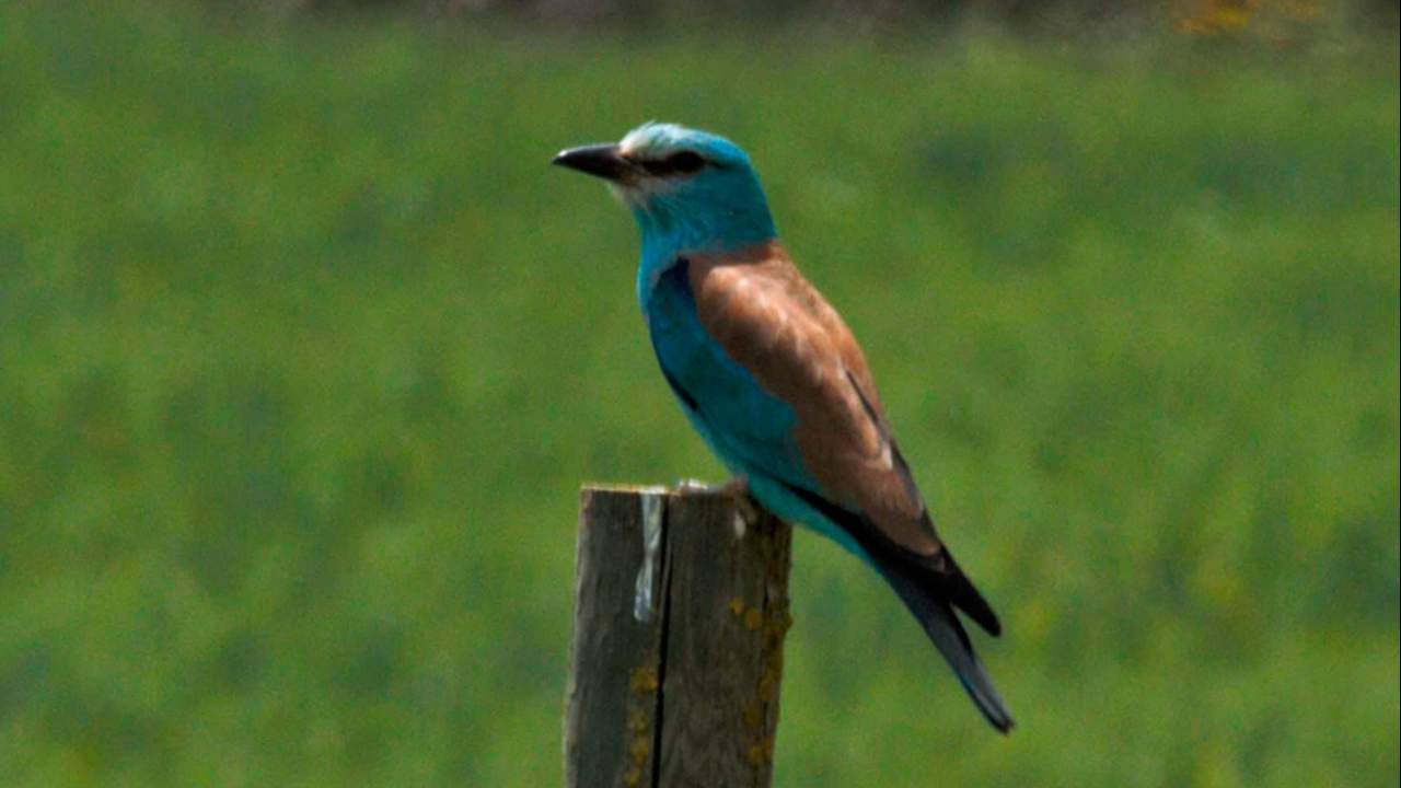 Imagen de Sendero ornitológico de Gerbe