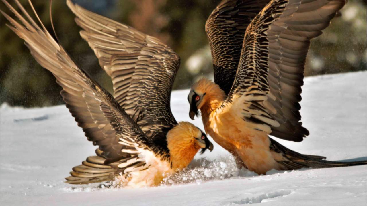Imagen de Sendero ornitológico de Gerbe