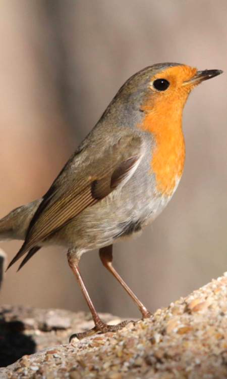 Imagen de Sendero ornitológico de Gerbe